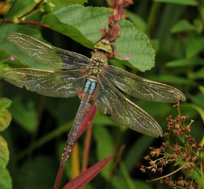 DSC_0119 Grote keizerlibelle