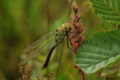 DSC_0212 Grote keizerlibelle