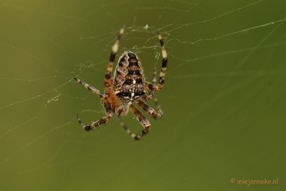 DSC_0353 Kruisspin