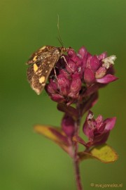 DSC_0421 Muntvlindertje