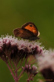 DSC_0438 Hooibeestje