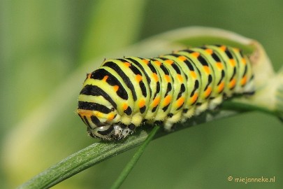DSC_0700 Koninginnepage rups