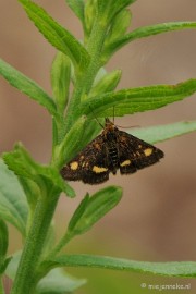DSC_9768 Muntvlindertje