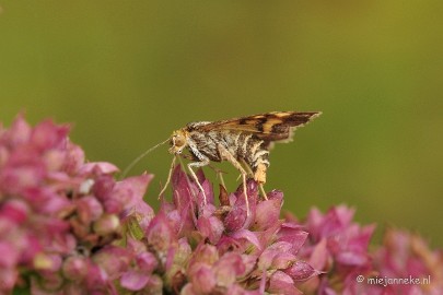 DSC_9819 Muntvlindertje