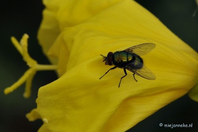 DSC_9966 Vleesvlieg