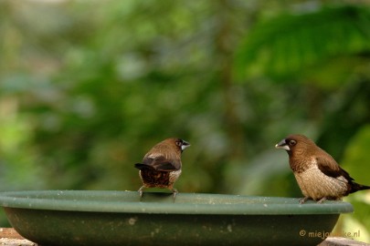 DSC_5821 Vogels in de tuinen