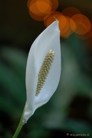 DSC_5885 Mooie bloemen