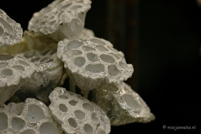 DSC_5945 Zilver