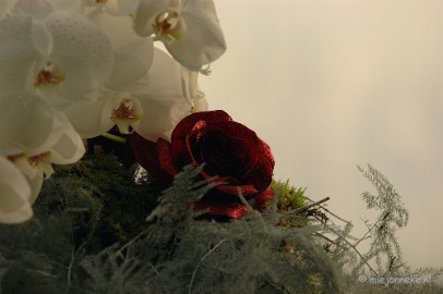 DSC_5949 en rozen