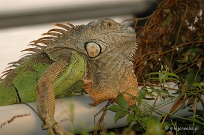 DSC_6067 Leguaan