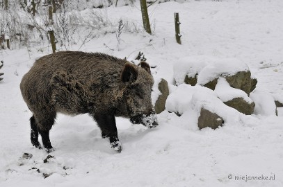 _DSC2389 Winter in Dierenrijk Nuenen