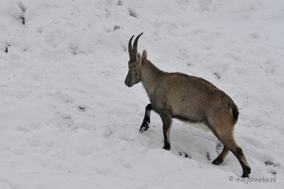 _DSC2402 Winter in Dierenrijk Nuenen