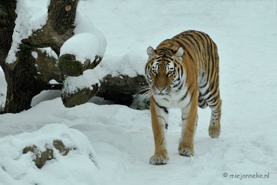 _DSC2507 Winter in Dierenrijk Nuenen