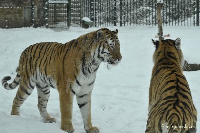 _DSC2516 Winter in Dierenrijk Nuenen
