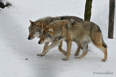 _DSC2532 Winter in Dierenrijk Nuenen