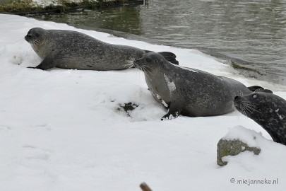 _DSC2566 Winter in Dierenrijk Nuenen