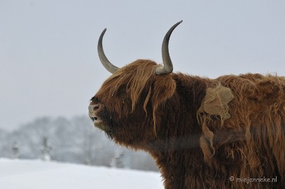 _DSC2700 Winter in Dierenrijk Nuenen