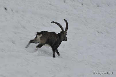 _DSC2712 Winter in Dierenrijk Nuenen