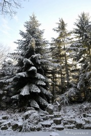 _DSC1844 Winterwonderland Arcen