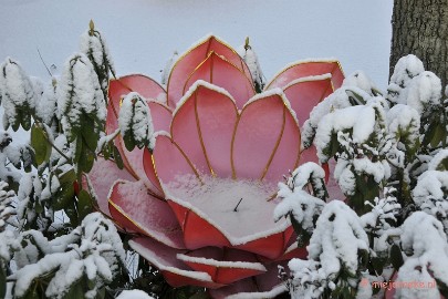 _DSC1930 Winterwonderland Arcen