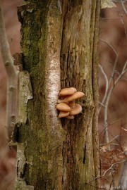 DSC_0189 De grote Peel Ospel