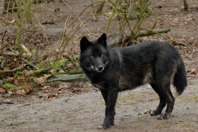 wildparkfebr 2010 048 Waar blijft ons eten ?