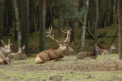 wildparkfebr 2010 146 Tis net als op de veluwe