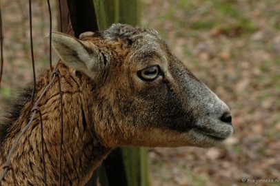 wildparkfebr 2010 154 Door het hek efe snuffelen