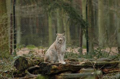 wildparkfebr 2010 168 Lynx uit het hol