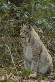 wildparkfebr 2010 212 O jee daar komen weer kinderen met hun gillen