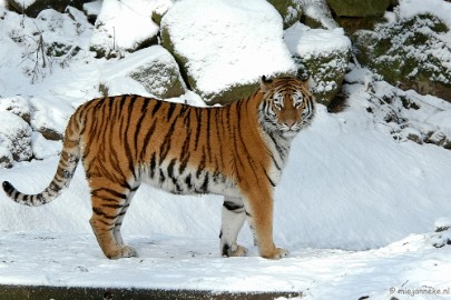 DSC_8359 Ouwehand in de sneeuw