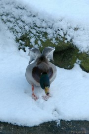 DSC_8426 Ouwehand in de sneeuw