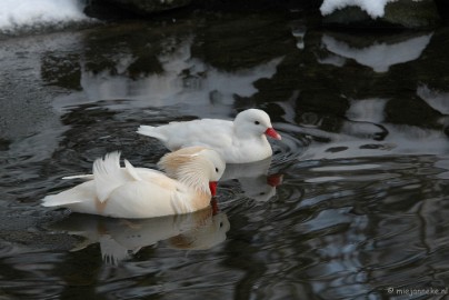 DSC_8700 Ouwehand in de sneeuw