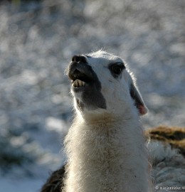 DSC_8821 Ouwehand in de sneeuw