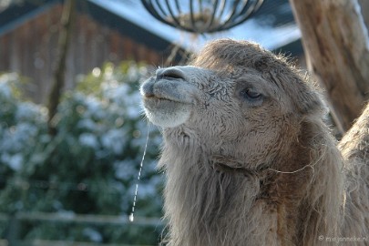 DSC_9211 Ouwehand in de sneeuw
