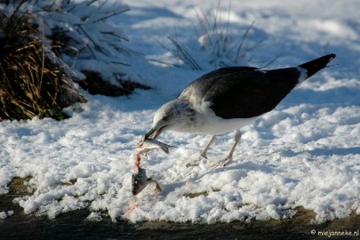 DSC_9326 Ouwehand in de sneeuw