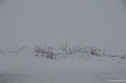 DSC_8077 Winter Budel-Dorplein