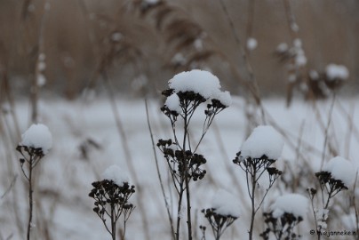 DSC_8083 Winter Budel-Dorplein