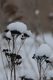 DSC_8085 Winter Budel-Dorplein
