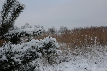 DSC_8113 Winter Budel-Dorplein