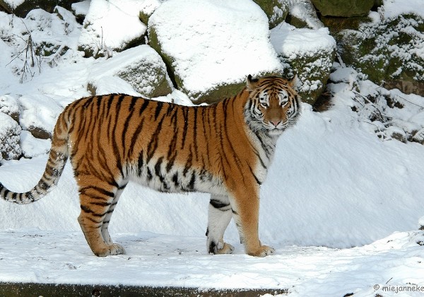 Ouwehands dierenpark Januari