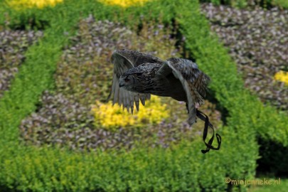 DSC_2059a Arcen 8 juli