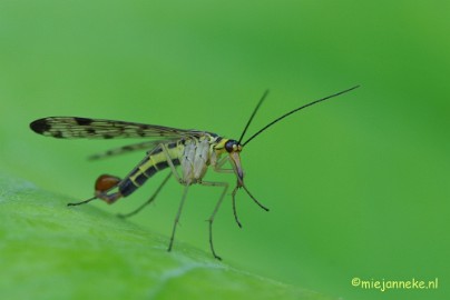 DSC_1873 Macro uit de kasteeltuin Arcen