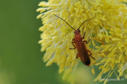 DSC_1886 Macro uit de kasteeltuin Arcen