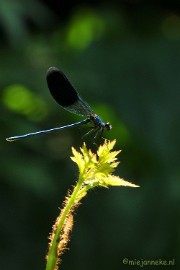 DSC_1914 Macro uit de kasteeltuin Arcen