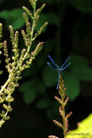 DSC_1919 Macro uit de kasteeltuin Arcen