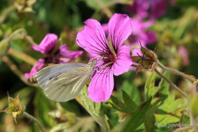 DSC_1991 Macro uit de kasteeltuin Arcen