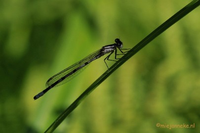 DSC_2026 Macro uit de kasteeltuin Arcen