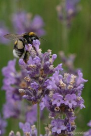 DSC_2383 Macro uit de kasteeltuin Arcen