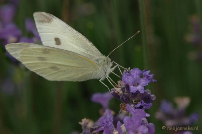 DSC_2420 Macro uit de kasteeltuin Arcen